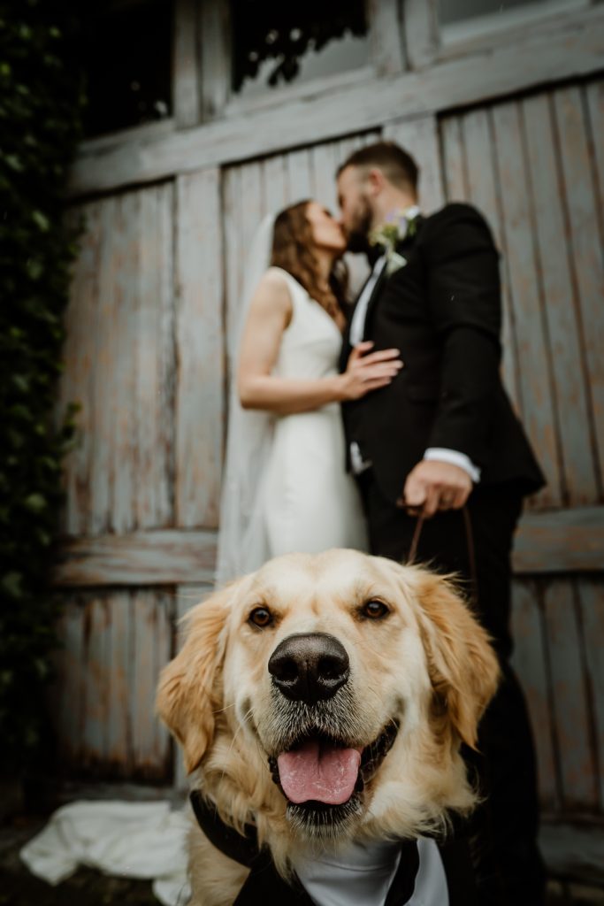 lime park wedding photo, lime park wedding photography, wedding photo lime park, Lime Park Dog, Dog Friendly